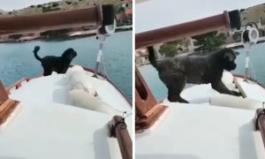 Portuguese water pup is the perfect sailor  