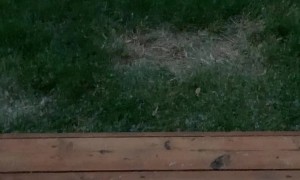 Golden Retriever Holds a Grudge