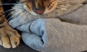 Cat Thinks Owner's Furry Jacket Is His Prey