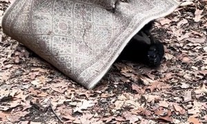 Black Bear Plays With Rug