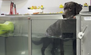 Lazy Lab Slacks Off During Water Therapy