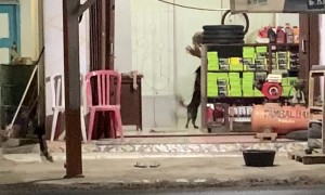 A Man And His Dog Living Their Best Lives