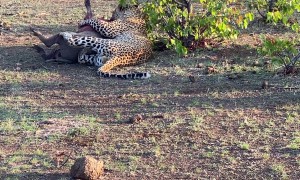 Leopard Tears At Warthog Heart