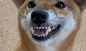 Funny Shiba Inu gets cozy & angry at the same time with roller 