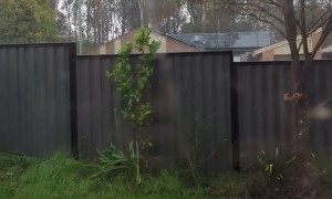 Storm Steals A Fence