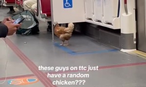 Chicken Rides the Train in Toronto