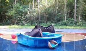 Bear Plays In The Pool