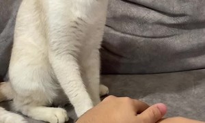 Cat Isn't a Team Player