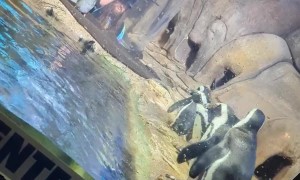 Penguins Fascinated By Spinning Toy