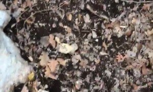 Zipline Breaks At A Fortunate Time