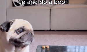 Clumsy pup struggles to get treats 