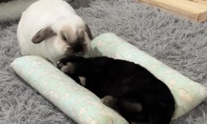 Sneaky Bunny Steals Bed From Brother