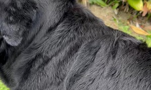 How To Pamper Your Dog