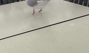 Footless Seagull