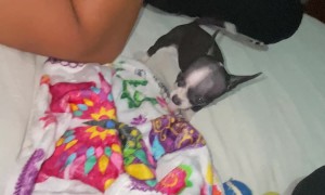 Tiny Dog Barks At Owner