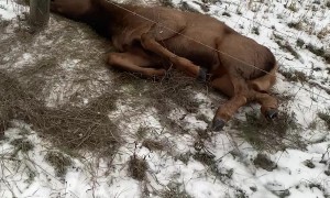 Two Guys Break Fence In Order to Rescue Elk Calf