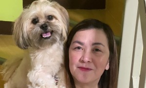 Shih Tzu Is Ready to Pose For Pictures