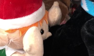 Elf Makes Christmas Come Early