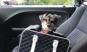 Yorkipoo Smuggled In Comfy Black Bag