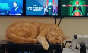 Audible Bonk Barely Bothers Sleepy Cat