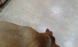 Dog Catches With Wrong Part Of Face