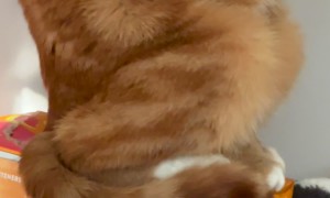 This Is His Gargoyle Stance