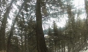 Mountain Lion Jumps Directly At Camera