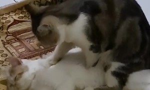 Kitty Massage Parlour