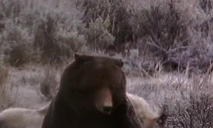 Wolves Surround Grizzly Bear in Yellowstone