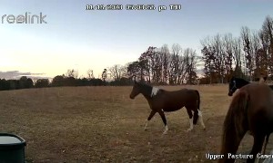 Hungry Mares Ring Pasture Camera
