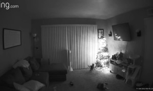 Christmas Tree Falls Victim to Playful Cats