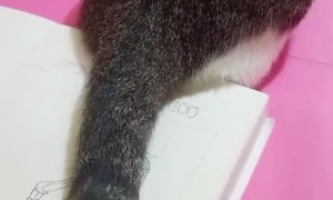 Artist Uses Cat's Tail To Brush Away Eraser Shavings