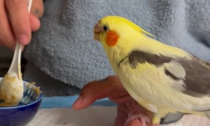 Hand-Feeding a Hungry Baby Cockatiel