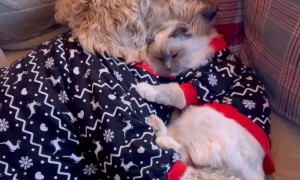 Cat And Doodle Cuddle In Festive Pajamas