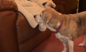 Beagle Removes Cat From Recliner