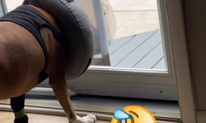 Surgery Cone Blocks Dog Door Entry