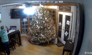 Cat Topples Grandly Decorated Christmas Tree