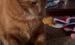 Cat Gags At Cheesy Enchilada