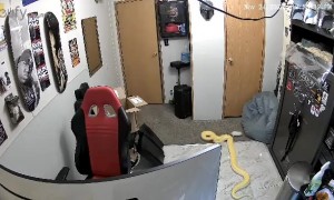 Bit By A Large Python