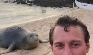 POV: You found a new friend in Hawaii