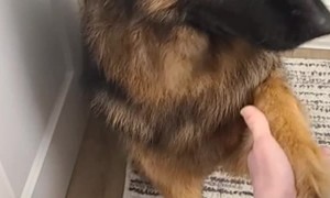 Adorable Pup Holds Onto Momma's Hand For Reassurance
