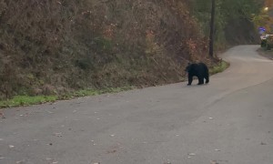 Man Unconcerned By Bear