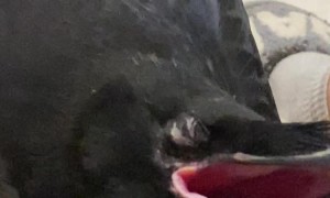 Sweet Sleeping Raven