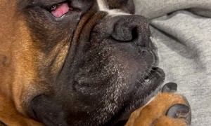 Boxer Gets Some Good Honk Shoo Mimimi Sleep