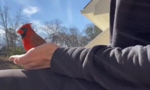 Legend says when a cardinal appears, an angel is near