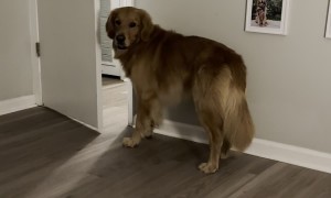 Poor Dog Has No Braincells Left