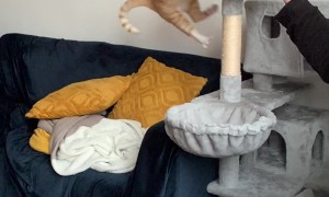 One Gigantic Leap for Kittenkind