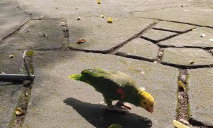 Bird Rides Little Scooter For Seeds