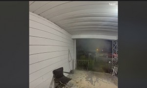 Neighbor's Dog Steals Package Off Porch