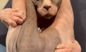 Cat Cuddles And Does Yoga At The Same Time